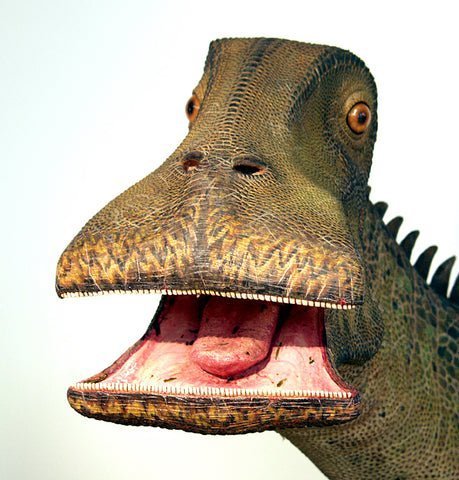 Quel dinosaure a 500 dents ? 3 Nigersaurus
