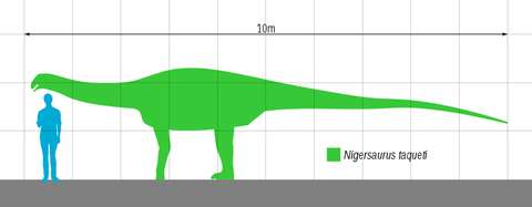 Quel dinosaure a 500 dents ? 2 Nigersaurus taille