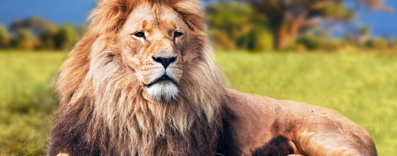 Choses que vous devriez savoir sur les lions 3 lion africain