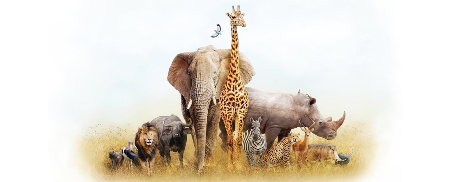Les Animaux les plus rapides au monde 2 animaux de la jungle