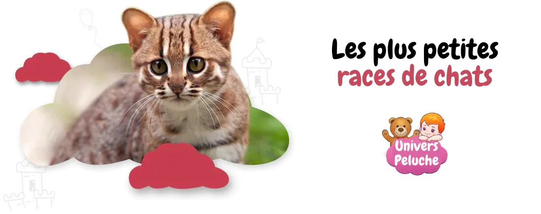 You are currently viewing Les plus petites races de chats