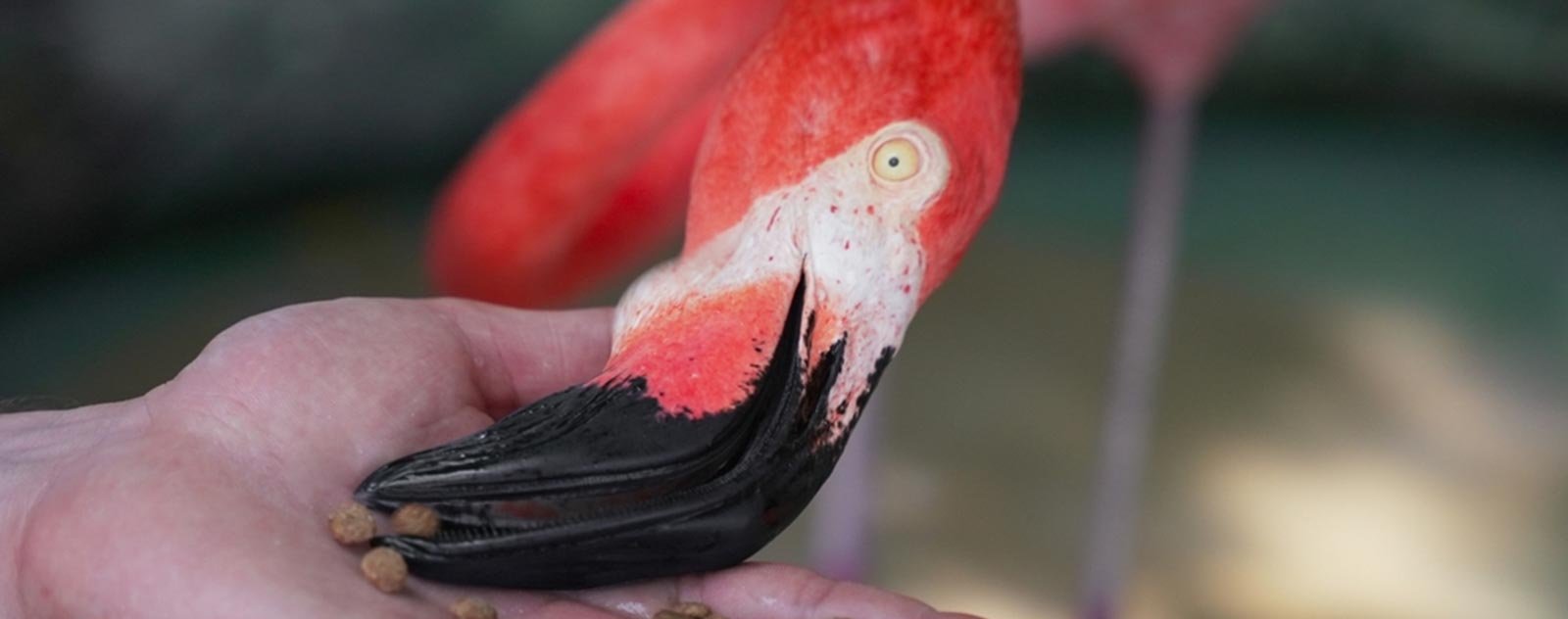 Que mangent les flamants roses ? 2 flamant rose qui mange
