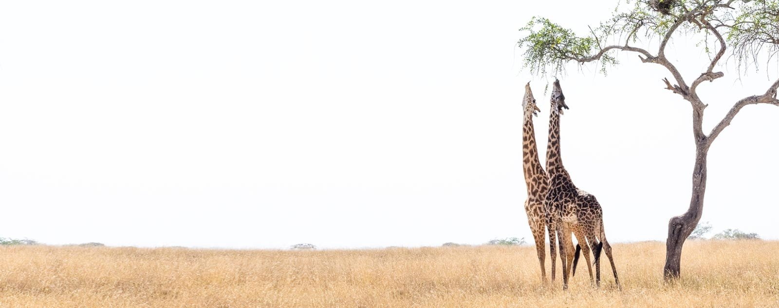 Girafe : Signification de l'Animal le Plus Haut sur Terre 3 girafe dans la savane