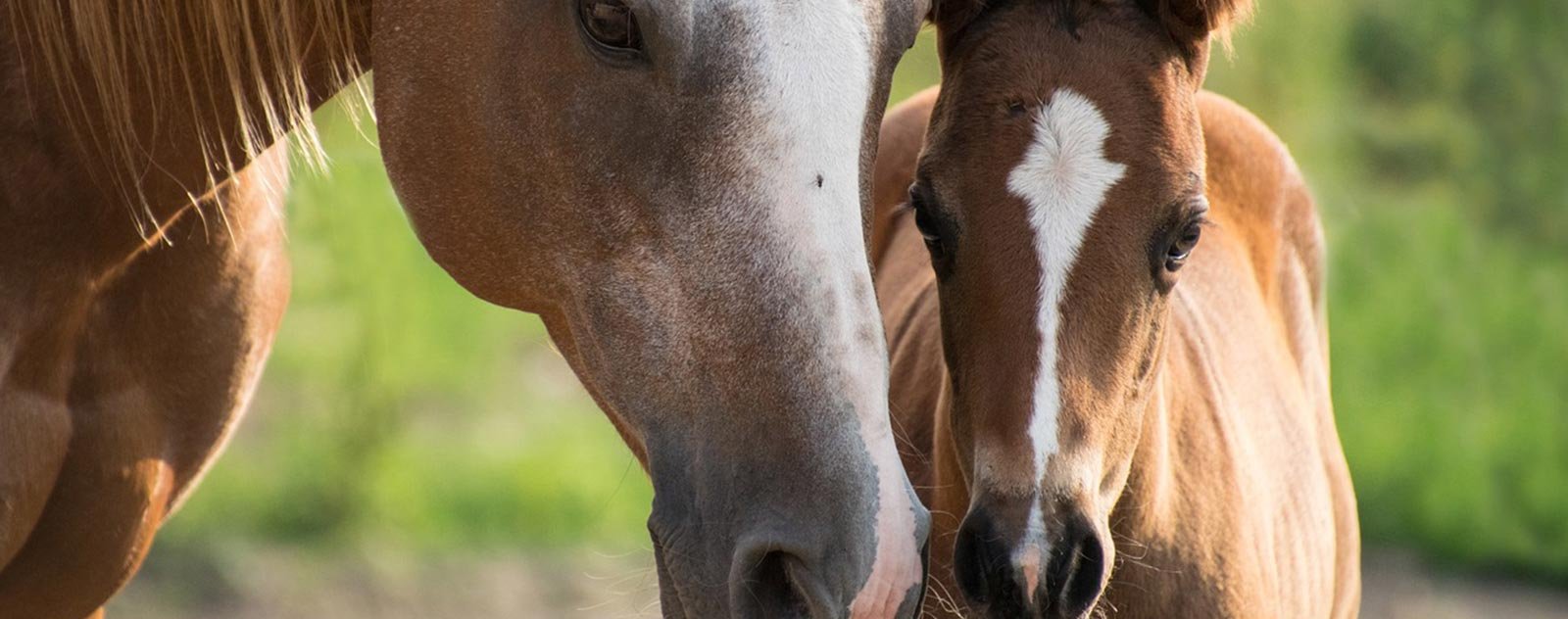 Comment dresser un cheval ? 2 beau cheval