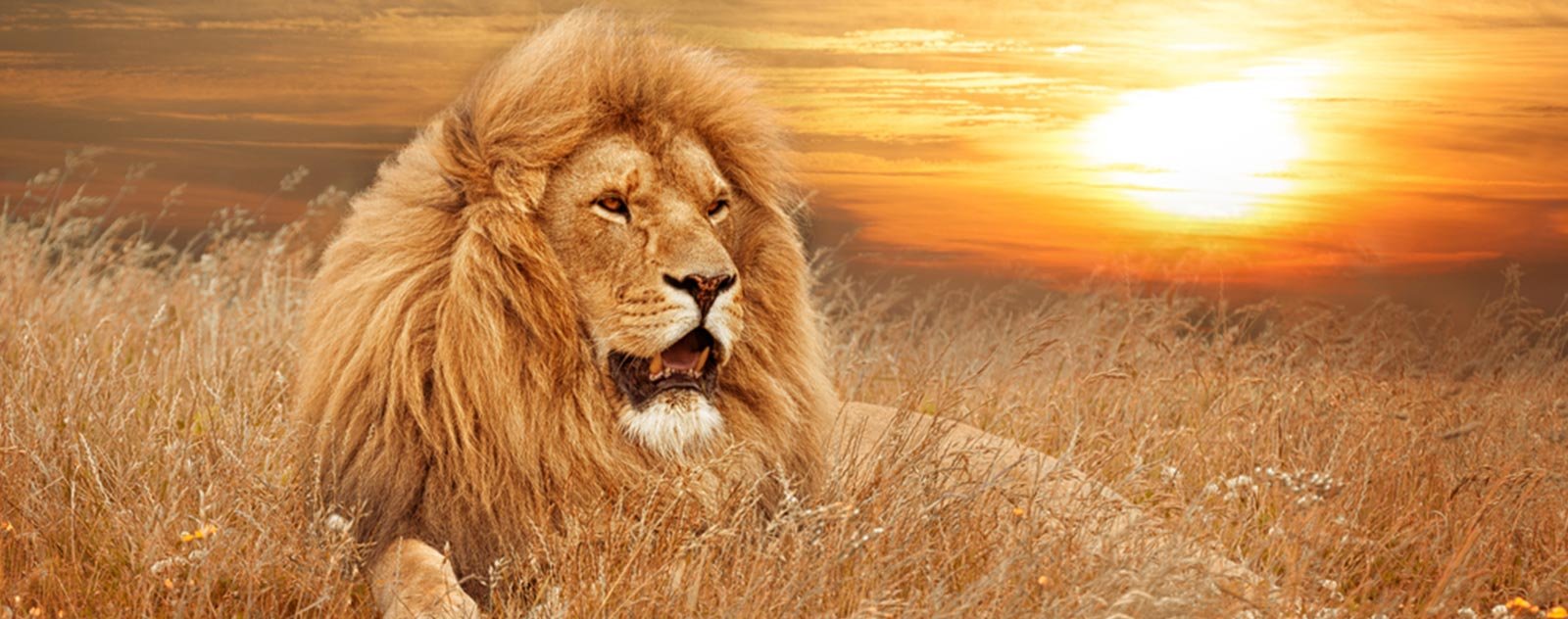 lion dans la savane avec du soleil