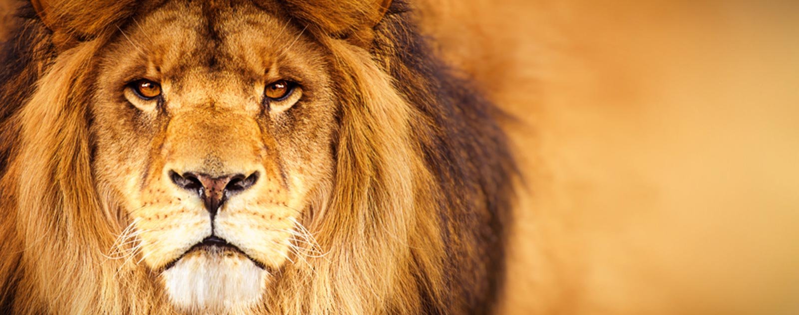 Choses que vous devriez savoir sur les lions 2 lion roi de la savane