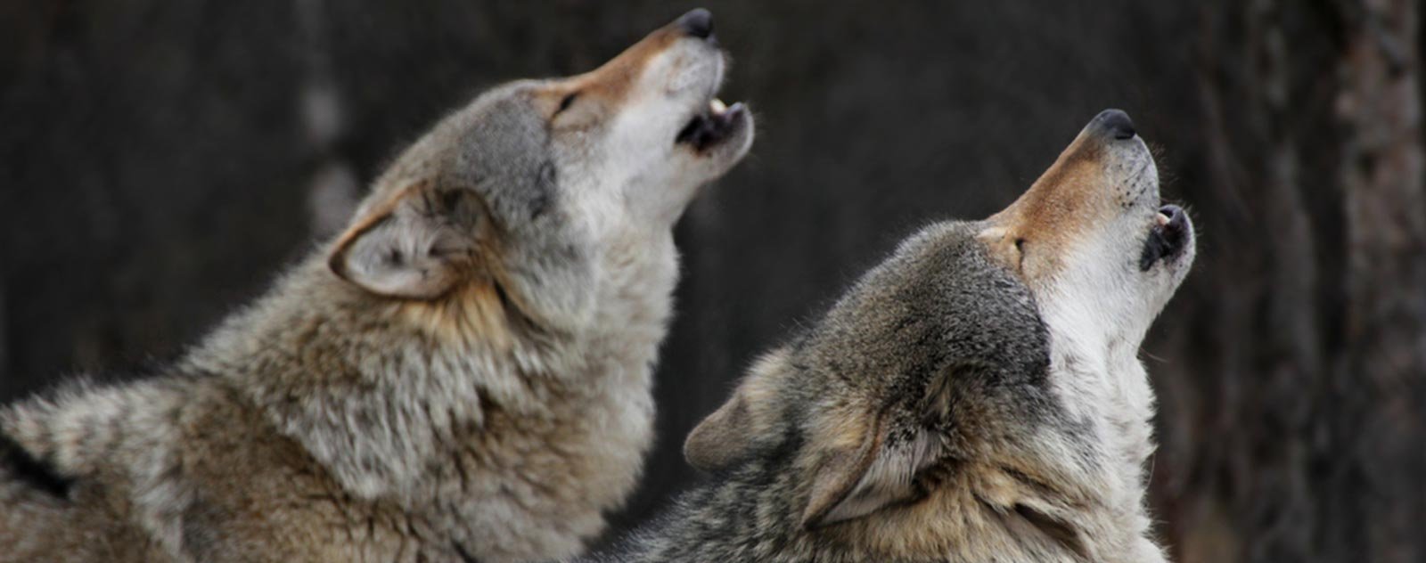 POURQUOI LES LOUPS HURLENT-ILS ? 2 photo-of-howlin-wolf