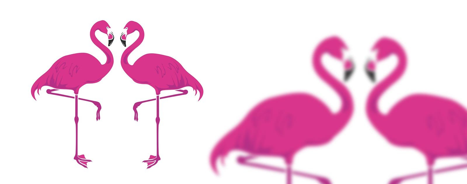 Pourquoi le flamant rose dort sur une patte ? 3 flamant rose oiseau