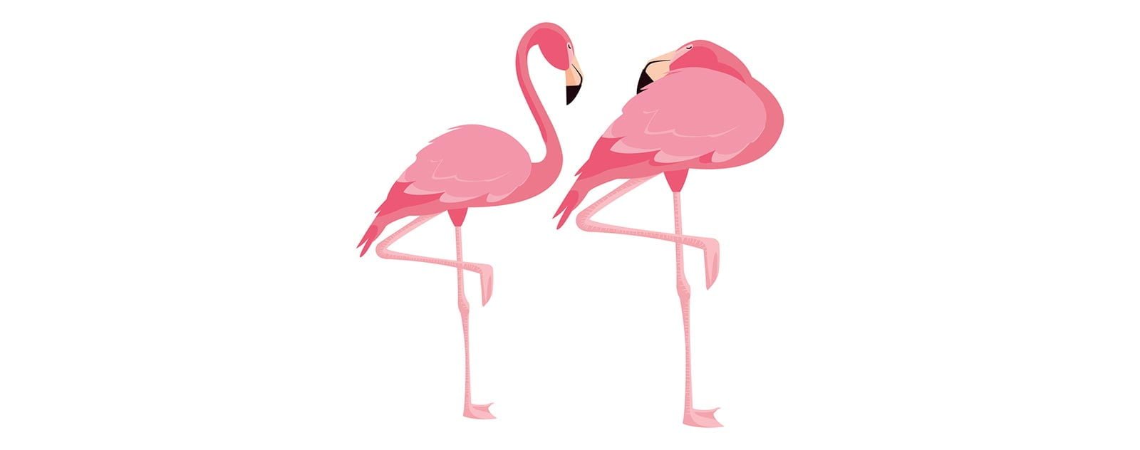 Pourquoi le flamant rose dort sur une patte ? 2 flamant rose à une patte