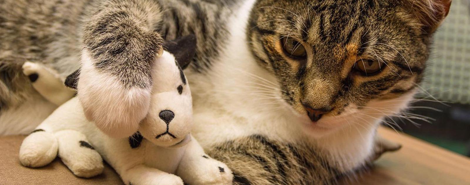 Pourquoi donner un animal en peluche à votre chat ? 2 peluche-pour-chat