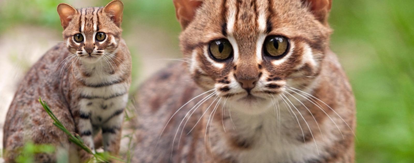 Les plus petites races de chats 2 petit chat