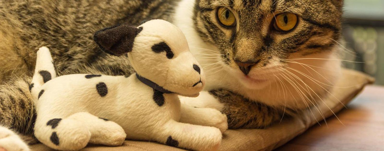 Pourquoi donner un animal en peluche à votre chat ? 3 peluche-avec-chat