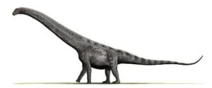 Quel taille faisait le plus grand dinosaure ? 2 Argentinosaurus BW